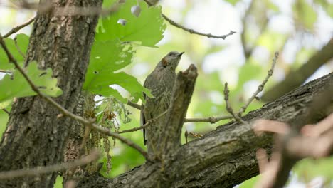 A-brown-eared-bulbul-perched-in-a-tree-and-flies-away-in-slow-motion