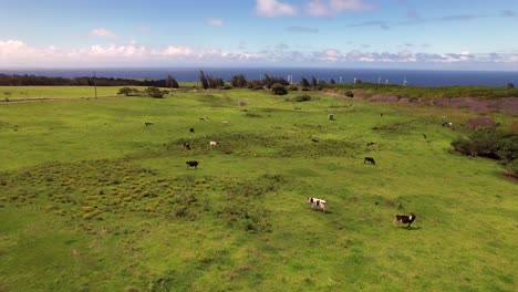 Cows-grazing-on-a-vibrant-green-meadow-near-Hawi-on-the-Big-Island-of-Hawaii-with-a-wind-farm-in-the-background---descending-aerial-view