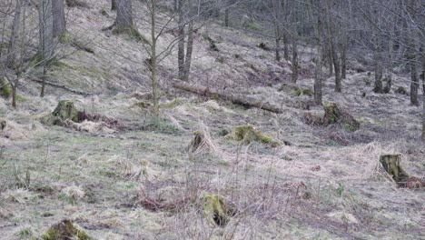 Grauer-Wolf,-Der-Langsam-Im-Natürlichen-Lebensraum-Um-Kahle-Bäume-Bergab-Geht