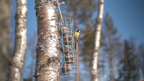 Blue-tit-bird-landing-on-feeder-hanging-on-birch-tree,-slow-motion-view