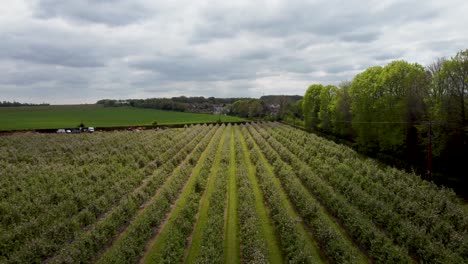 Drone-shot-ascending-over-blossom-trees-in-a-Kentish-orchard-in-Canterbury