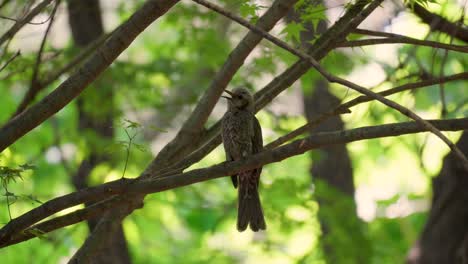 A-brown-eared-bulbul-perched-on-a-tree-branch-in-Korea-chirps-and-sings-with-joy-then-flies-away