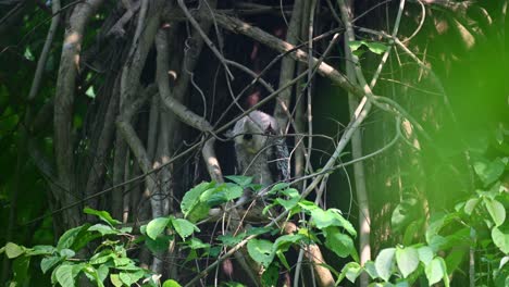 Gesehen-Nach-Links-Blickend-Innerhalb-Des-Laubs,-Spot-bellied-Eagle-owl,-Bubo-Nipalensis,-Juvenile,-Kaeng-Krachan-Nationalpark,-Thailand