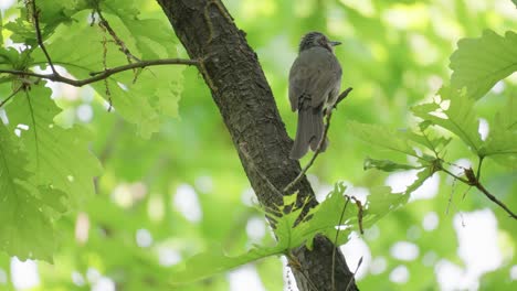 A-brown-eared-bulbul-songbird-chirps-and-sings-in-forest