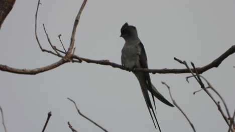 Pájaro-Bigotudo-En-El-árbol