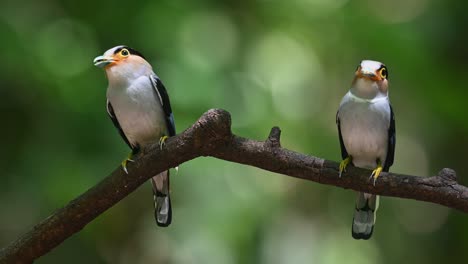Seen-perched-together-looking-opposite-to-each-other-as-they-are-about-to-deliver-food-to-their-nestlings,-Silver-breasted-Broadbill,-Serilophus-lunatus,-Kaeng-Krachan-National-Park,-Thailand