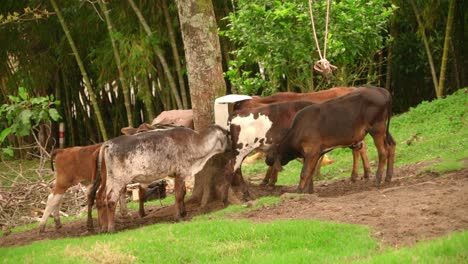 Kühe-Im-Feld,-Grasen-Auf-Gras-Und-Weide,-Auf-Einer-Landwirtschaftlichen-Ranch