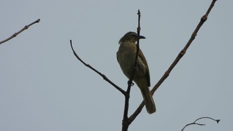 White-browed-bulbul-in-tree-