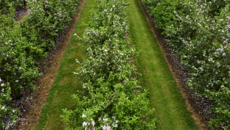 Dolly-backwards-low-over-the-top-of-blossoming-orchard-trees