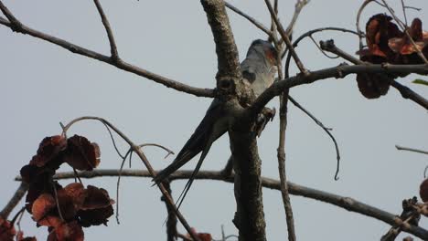 Crested-treeswift-bird---tree-