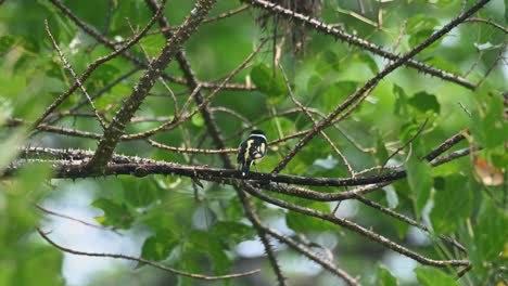 Seen-from-its-back-looking-to-the-right-and-left-then-flies-up-going-to-its-nest,-Black-and-yellow-Broadbill-Eurylaimus-ochromalus,-Kaeng-Krachan-National-Park,-Thailand