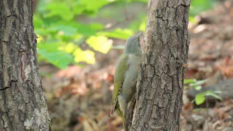 El-Pájaro-Carpintero-De-Cabeza-Gris-Posado-En-Un-árbol-En-El-Bosque-De-Primavera-Y-Escondido-Detrás-Del-Tronco