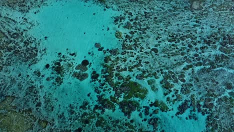 Flache-Meereslandschaft-Mit-Korallenriff,-Die-Durch-Klares-Blaues-Wasser-Gesehen-Wird
