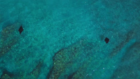 Zwei-Mantarochen-Schwimmen-Voneinander-Weg-In-Klarem-Blauem-Wasser,-Bali,-Dolly-Out