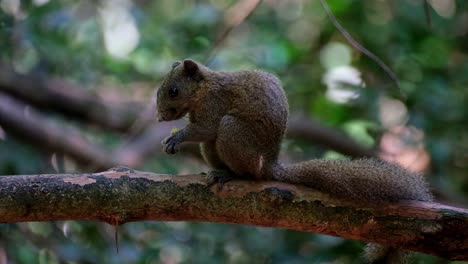 Facing-to-the-left-standing-on-the-branch-finishing-a-fruit-then-scratches-its-head-and-goes-away,-Grey-bellied-Squirrel-Callosciurus-caniceps,-Kaeng-Krachan-National-Park,-Thailand