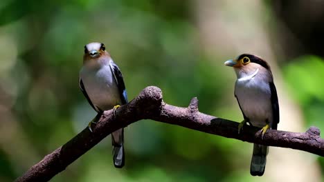 Both-parents-with-food-in-the-mouth-while-perched-on-a-branch-while-the-camera-tilts-upwards,-Silver-breasted-Broadbill,-Serilophus-lunatus,-Kaeng-Krachan-national-Park,-Thailand