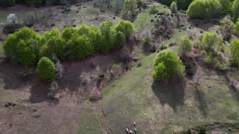 Sheep-grazing-in-pastures-surrounded-by-green-forest-trees-in-Spring