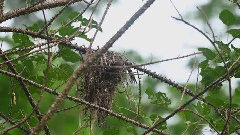 Ein-Nest,-Das-Sich-Mit-Dem-Wind-Bewegt,-Dann-Fliegt-Ein-Elternvogel-Heraus,-Um-Nach-Nahrung-Zu-Suchen,-Schwarz-gelber-Breitschnabel-Eurylaimus-Ochromalus,-Kaeng-Krachan-Nationalpark,-Thailand