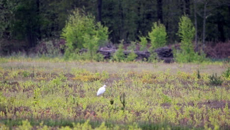 egret-scavenge-trough-een-open-field,-lapwing-flying-by-to-protect-his-territory