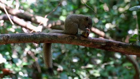 Seen-standing-on-big-branch-eating-a-fruit-facing-to-the-right,-Grey-bellied-Squirrel-Callosciurus-caniceps,-Kaeng-Krachan-National-Park,-Thailand