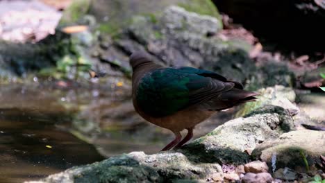 Looking-around-and-stoops-its-head-deep-to-drink-some-water,-Common-Emerald-Dove,-Chalcophaps-indica,-Thailand