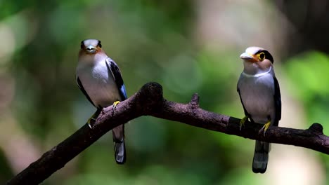 Einander-Gegenüber-Sitzend-Gesehen,-Um-Nahrung-Ins-Nest-Zu-Bringen,-Silberbrust-Breitschnabel,-Serilophus-Lunatus,-Kaeng-Krachan-Nationalpark,-Thailand