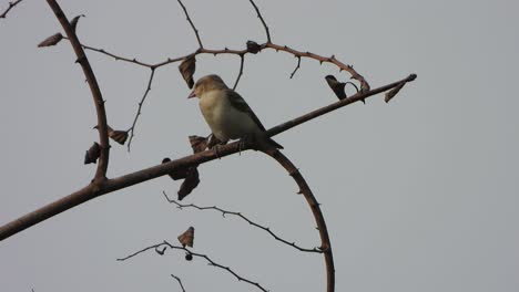 Russet-sparrow-bird-in-tree-