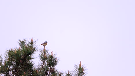 small-bird,-common-redstart,-sings-in-treetops-of-a-pine-tree