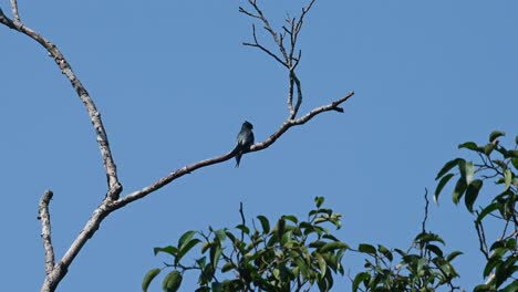 Von-Seinem-Rücken-Aus-Gesehen,-Während-Er-Sich-Nach-Beute-Umsieht,-Grey-rumped-Treeswift-Hemiprocne-Longipennis,-Kaeng-Krachan-Nationalpark,-Thailand