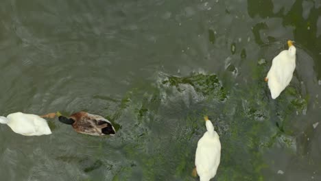 Four-ducks-eating-and--swimming-in-water