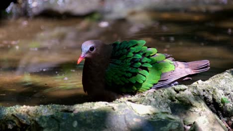 Seen-in-the-water-drinking-and-shaking-its-feathers-during-a-bath,-Common-Emerald-Dove,-Chalcophaps-indica,-Thailand