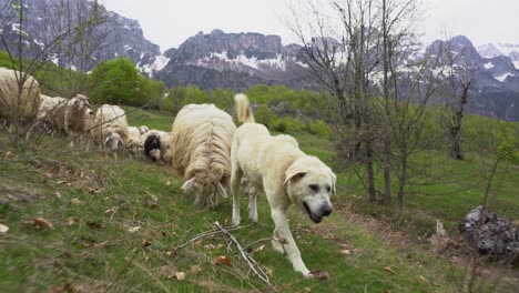 White-shepherd-dog-leading-heard-of-sheep-in-mountain-landscape,-following-shot