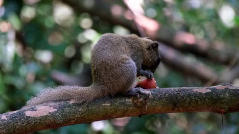 Comiendo-Seriamente-La-Fruta-Mientras-Mira-Hacia-La-Derecha-Mientras-La-Cámara-Se-Aleja,-Ardilla-De-Vientre-Gris-Callosciurus-Caniceps,-Parque-Nacional-Kaeng-Krachan,-Tailandia