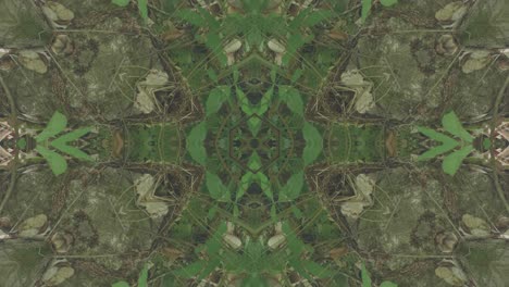 Greenery-Kaleidoscope-using-forest-imagery-from-Wissahickon-Creek,-Philadelphia,-#12