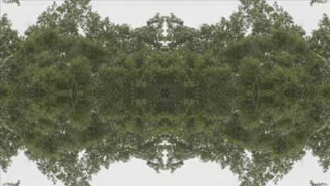 Greenery-Kaleidoscope-using-forest-imagery-from-Wissahickon-Creek,-Philadelphia,-#20
