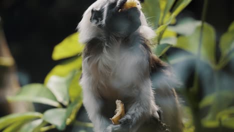 Front-View-Of-A-Cotton-Top-Tamarin-Eating-Fruit-In-The-Forest