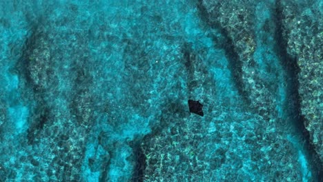 Riffmantarochen,-Der-Anmutig-Durch-Kristallklares-Blaues-Wasser-Schwimmt,-Antenne