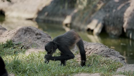Central-American-Spider-Monkey-Foraging-For-Food-In-The-Grass-By-The-River