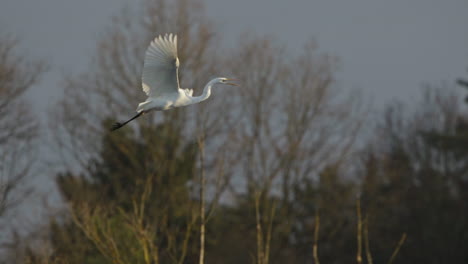 White-heron-in-flight.-Slowmotion-100fps