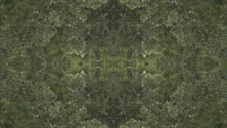 Greenery-Kaleidoscope-using-forest-imagery-from-Wissahickon-Creek,-Philadelphia,-#29