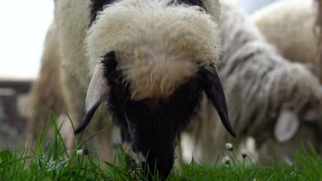 Black-and-white-lamb-grazing-on-pasture-with-sheep-heard,-close-up