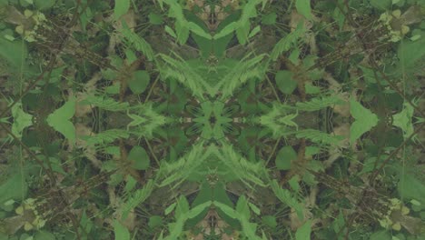 Greenery-Kaleidoscope-using-forest-imagery-from-Wissahickon-Creek,-Philadelphia,-#34