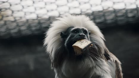 Cotton-top-Tamarin-In-Captivity-Eating-Fruit-And-Jumps-Away
