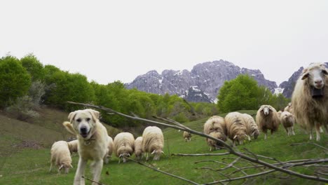 Quiet-sheep-graze-in-the-fresh-green-grass-accompanied-by-the-shepherd-dog
