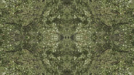Greenery-Kaleidoscope-using-forest-imagery-from-Wissahickon-Creek,-Philadelphia,-#1
