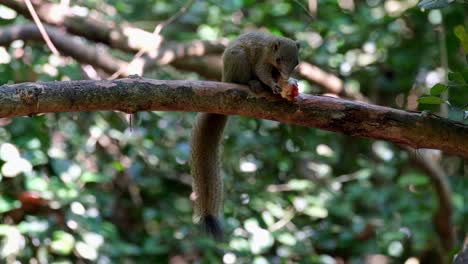 Schwanz-Hängt-Nach-Unten,-Während-Er-Nach-Rechts-Blickt-Und-Tief-Im-Wald-Eine-Frucht-Isst,-Graubauchhörnchen-Callosciurus-Caniceps,-Kaeng-Krachan-Nationalpark,-Thailand