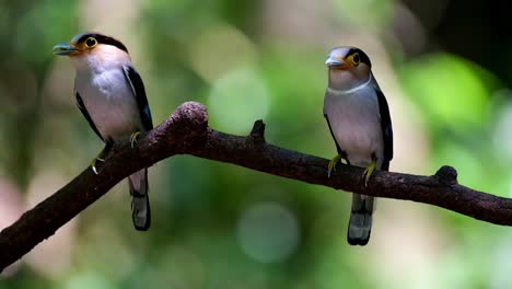 Elternvögel-Mit-Futter-Im-Mund,-Bereit,-An-Das-Nest-Zu-Liefern,-Silberbrust-breitschnabel,-Serilophus-Lunatus,-Kaeng-krachan-nationalpark,-Thailand