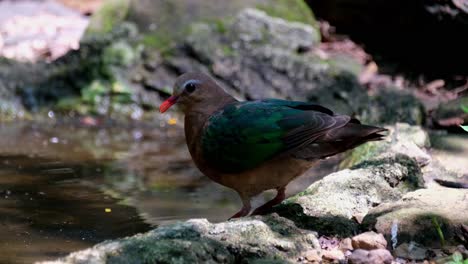 Seen-at-the-edge-of-the-waterhole-drinking-water-as-it-looks-at-the-camera,-Common-Emerald-Dove,-Chalcophaps-indica,-Thailand