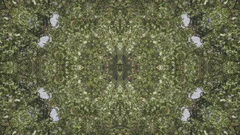 Greenery-Kaleidoscope-using-forest-imagery-from-Wissahickon-Creek,-Philadelphia,-#35