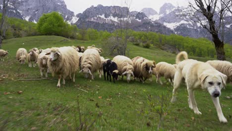Shepperd-dog-leading-sheep-on-green-meadow,-Alpine-mountains-covered-in-snow